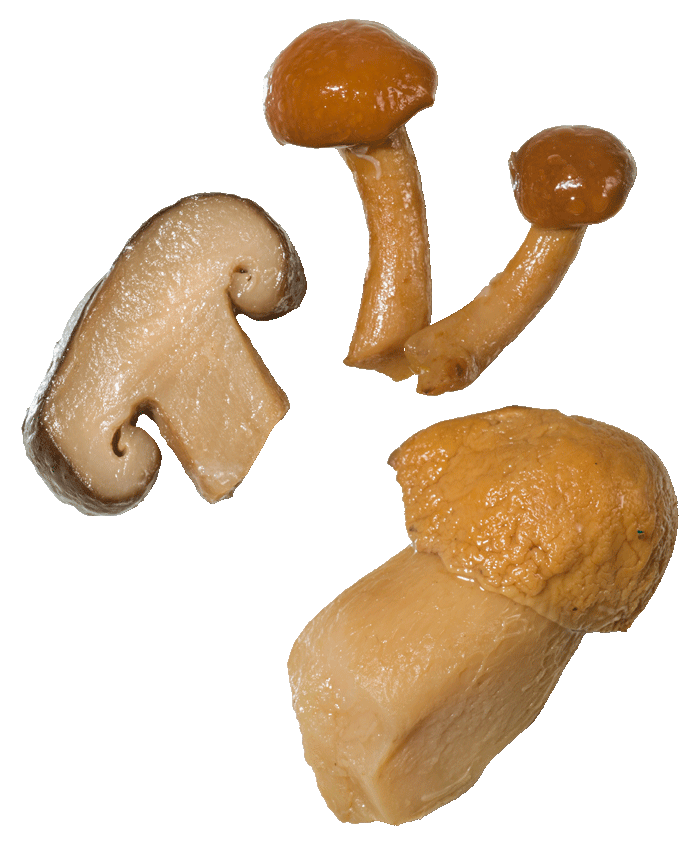 funghi-misti-trifolati-i-fuori-di-busta